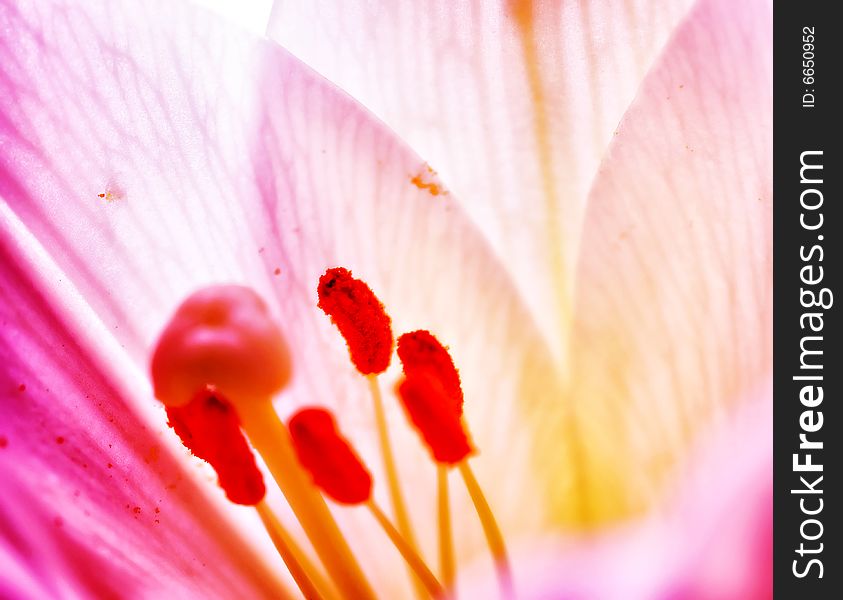 Lilly  flower closeup