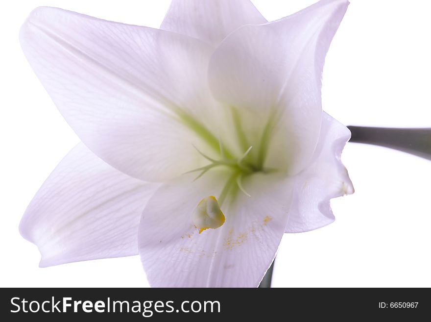 Lilly  Flower Closeup