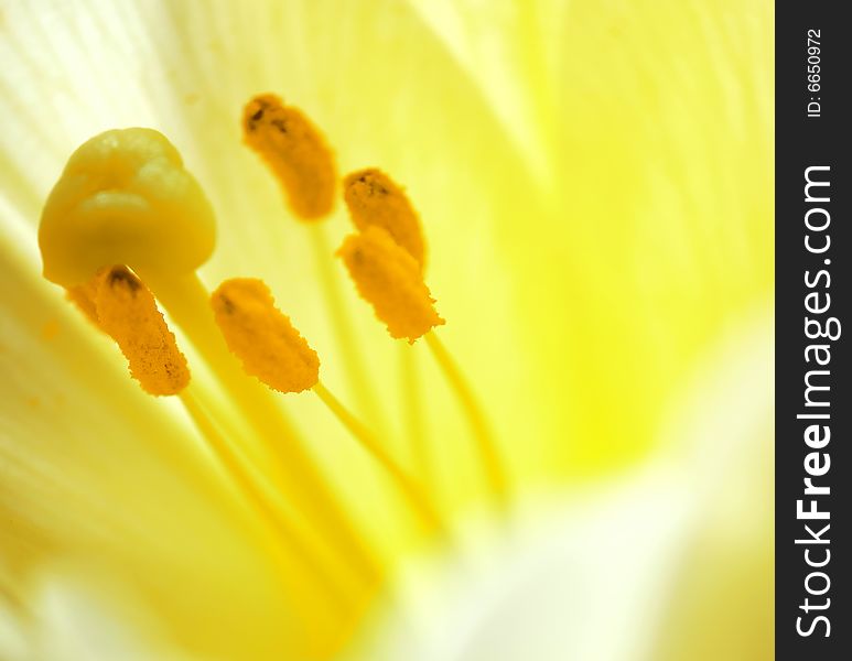 Photograph of Lilly  flower closeup