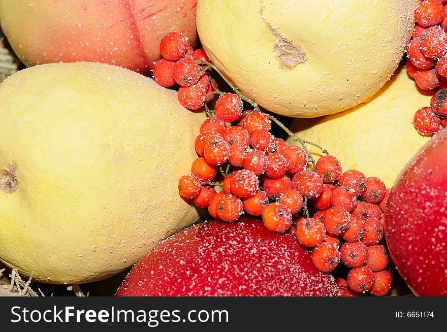 Apple pear and ash-berry covered by hoarfrost. Apple pear and ash-berry covered by hoarfrost