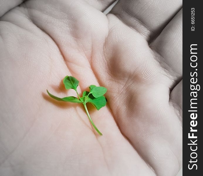 Plant in hand