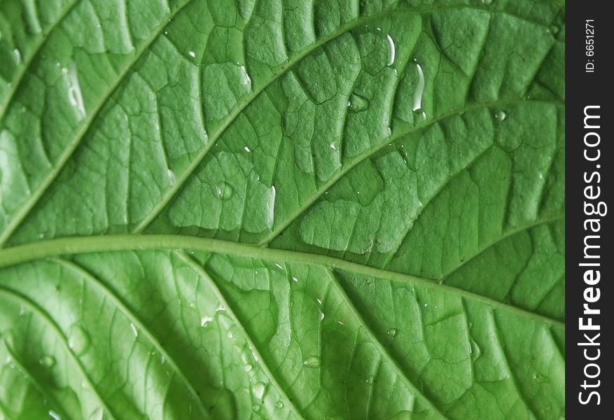 Detailed fresh, green leaf_natural