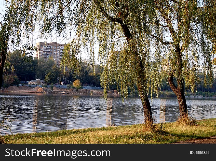 Two trees over the city river