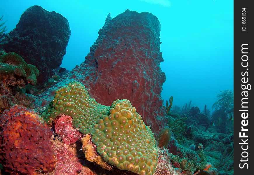 This green star coral was taken at about 50 feet on a reef called Lighthouse Ledge in Pompano beach, Florida