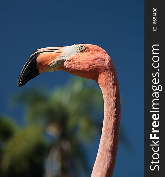 Flamingo head bird tropical pink single blue sky