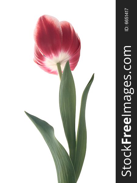 Tulip red white flower isolated macro single. Tulip red white flower isolated macro single