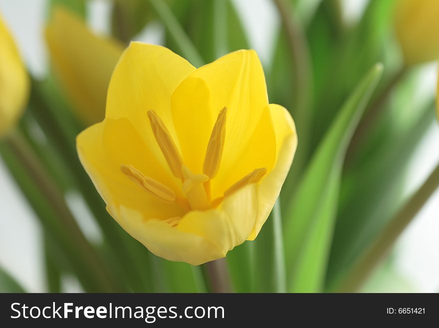 Tulip flower bouquet color yellow green close-up. Tulip flower bouquet color yellow green close-up