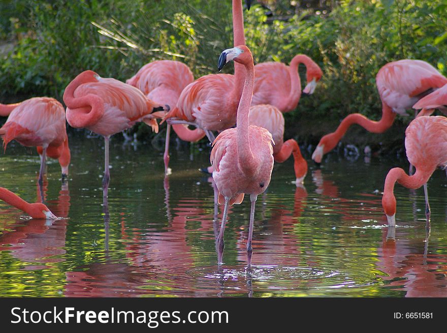 Group of pink flamingos in water with one looking at you.