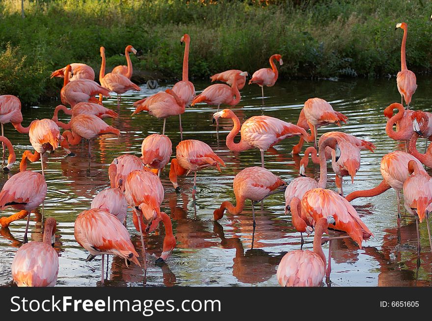 Group of pink flamingos in water showing a good array of shades