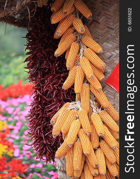 Corns in bumper harvest celebrations of Chinese national minority family. Corns in bumper harvest celebrations of Chinese national minority family