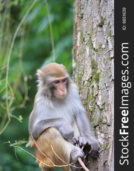 A monkey sit on branch