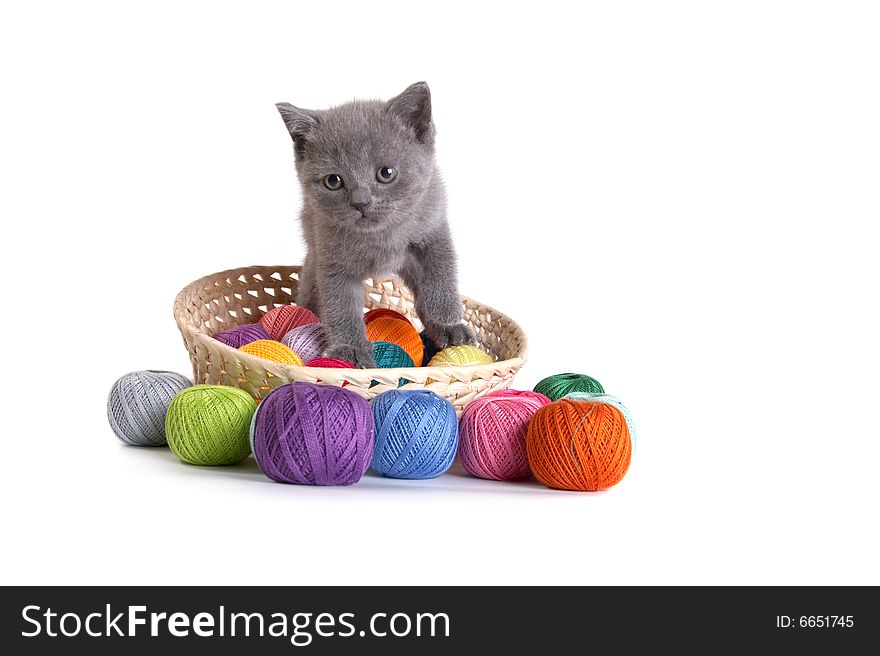 Kitten Plays On A White Background