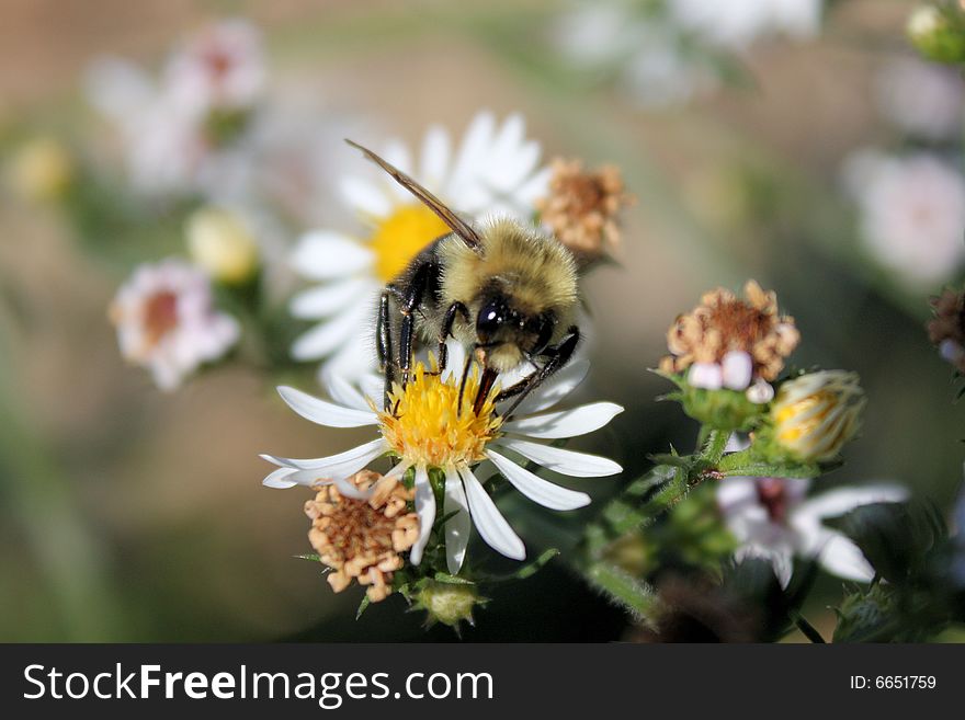 Close-up of a bumble bee on a flower.