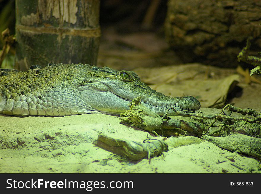Crocodile starting to awaken fo feed