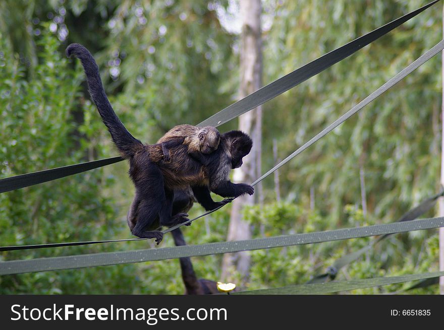 Mother Monkey with young on back climbing rope in zoo