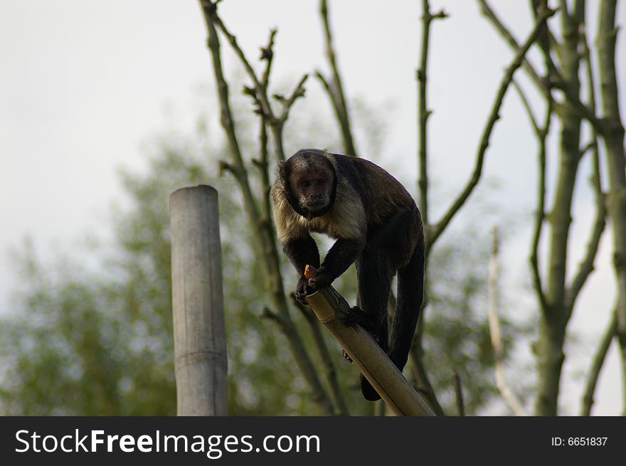 Monkey climbing tree in zoo looking at you