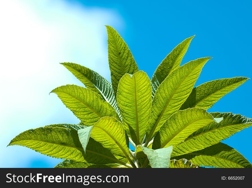 Summer leaves on clear sky. Summer leaves on clear sky