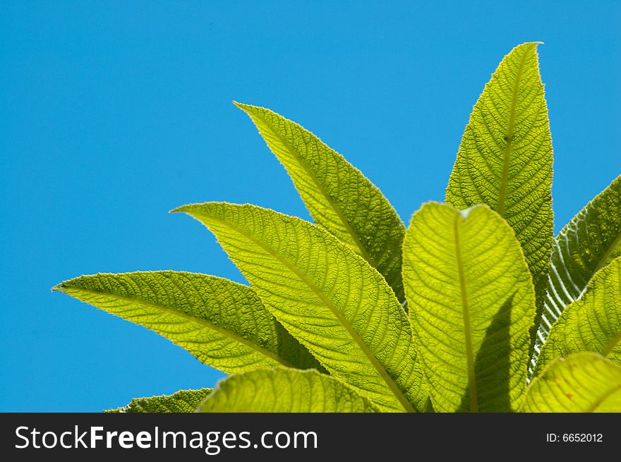 Some leaves on clear sky background. Some leaves on clear sky background