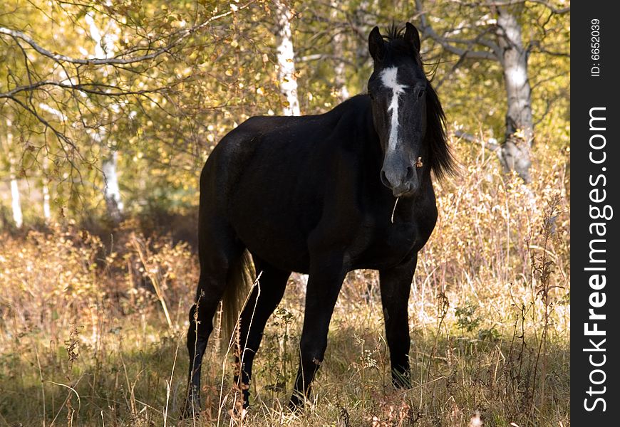 Horse eats herb in autumn wood