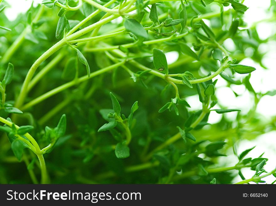 Isolated close up of fresh thyme