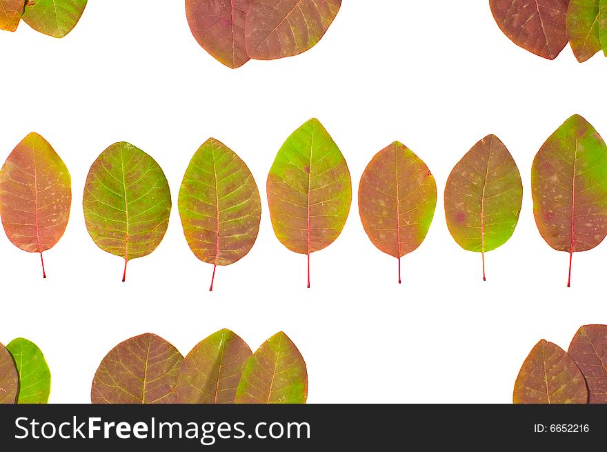 Leaves isolated