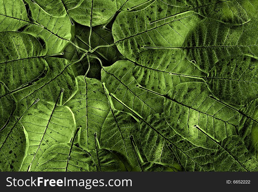 Grunge leaves background