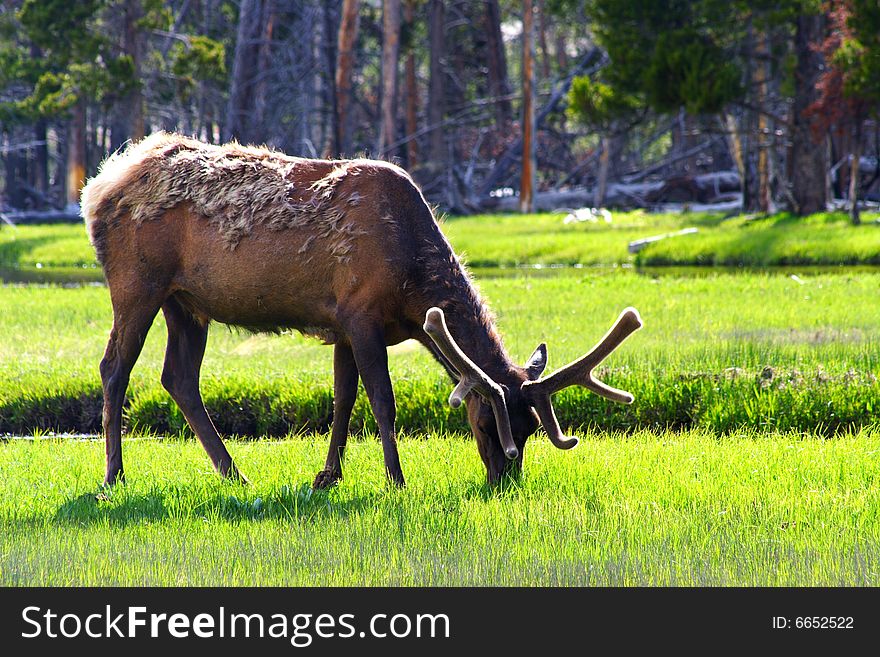 Elk In Yellowstone (3)