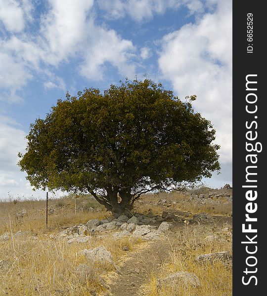 The old oak tree on a rocks. The old oak tree on a rocks.