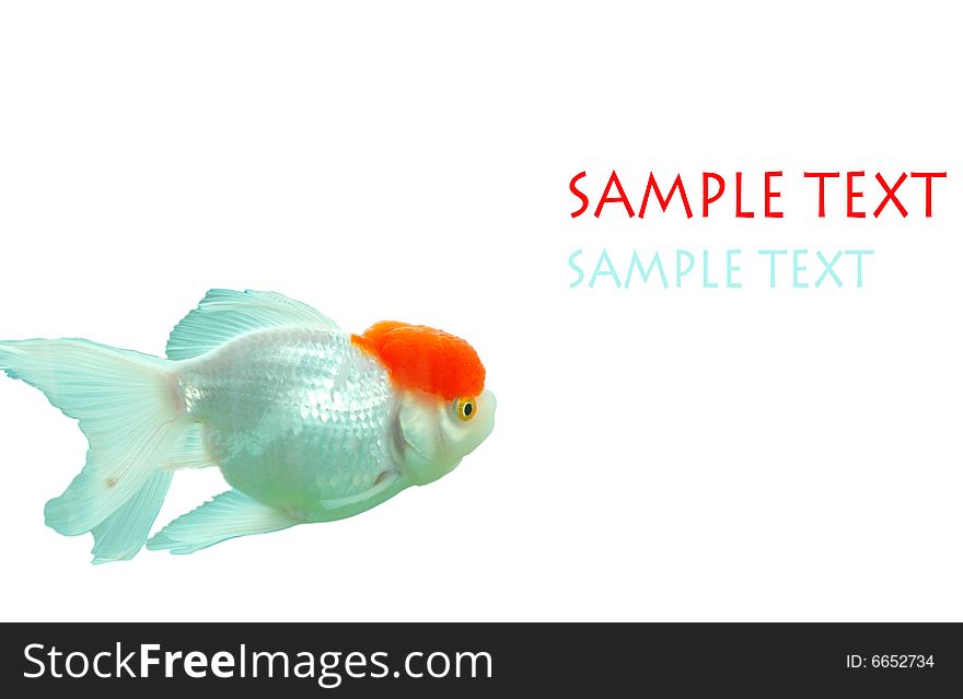 The goldfish with the white background .