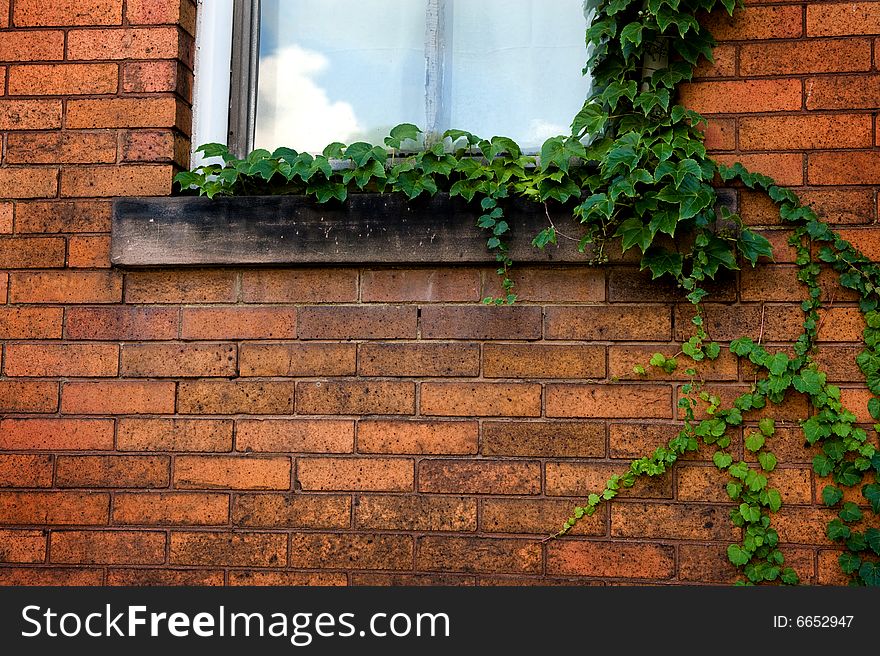 Green Ivy on Brick wall