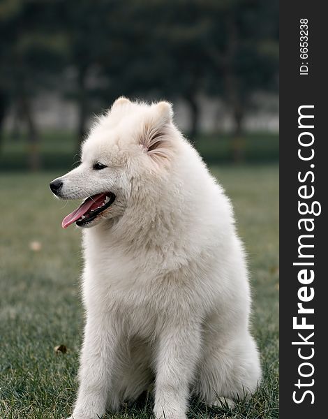 A Samoyed dog named Xiong xiong in grass.