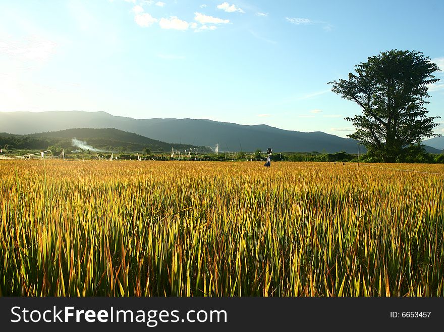 Sunset at Yellow rice field with blue sky background.