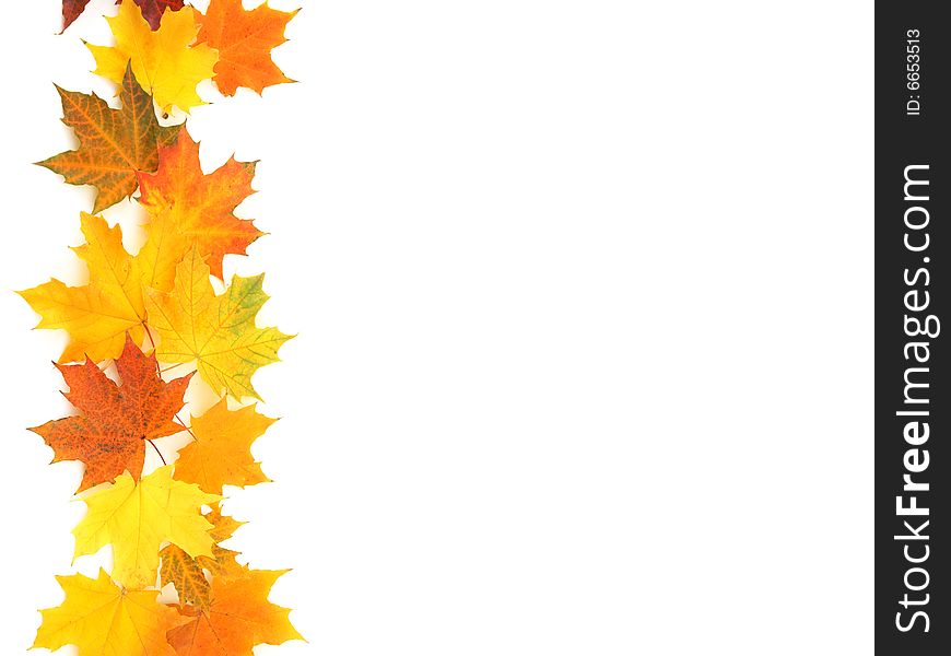 Leaves of yellow orange and red color on a light background. Leaves of yellow orange and red color on a light background.