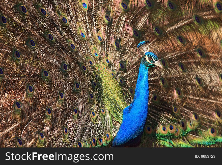 Proud peacock displaying colourful plumage