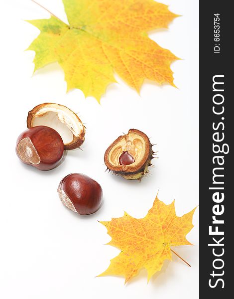 Chestnuts and autumn leaves on white background. Chestnuts and autumn leaves on white background.