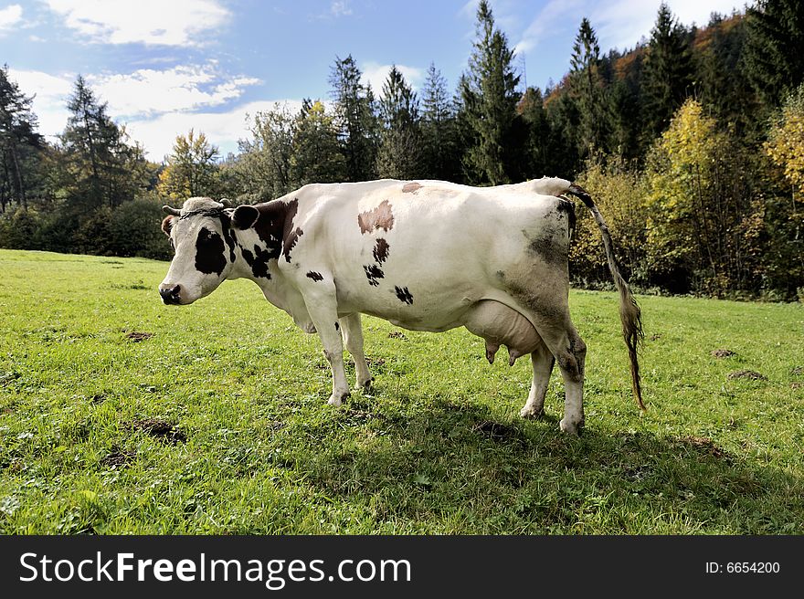 Wider view of cow from side, standing on meadow. Wider view of cow from side, standing on meadow