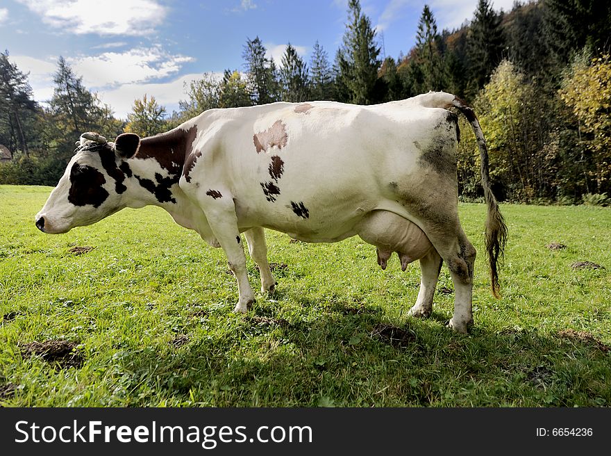 Cow on meadow closeup