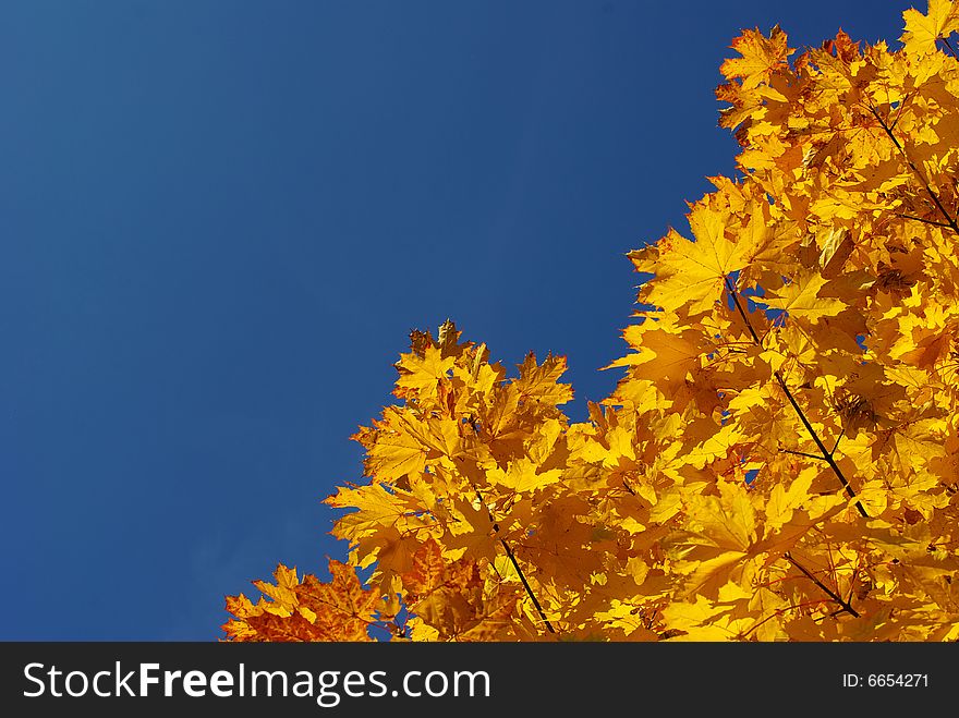 Autumn leaves against blue sky