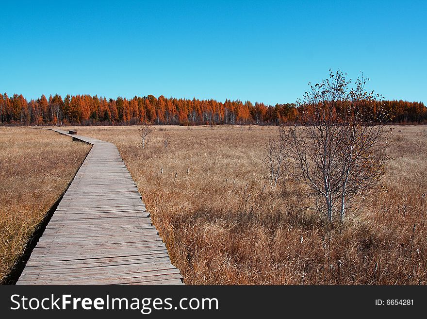 Path And Tree