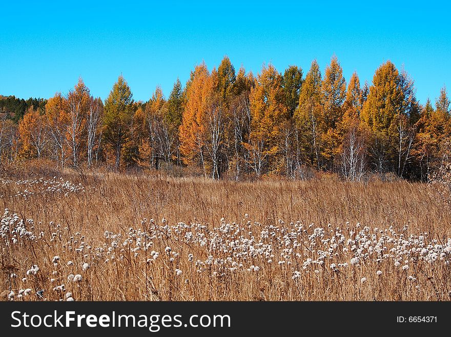 Bashang grassland in Inter-Mongolia  of China, a famous and beautiful and colourful place to visit