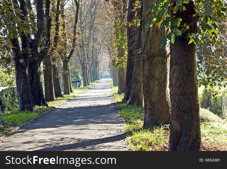 Chestnut alley during sunny day in autumn. Chestnut alley during sunny day in autumn