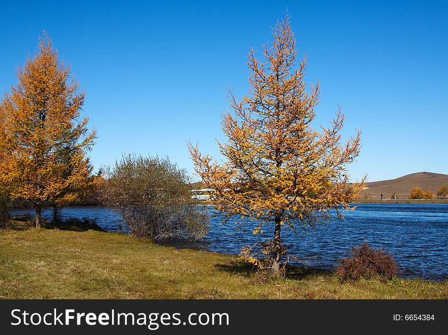 Lake and Tree