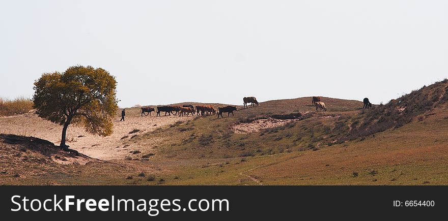 Bashang grassland in Inter-Mongolia  of China, a famous and beautiful and colourful place to visit