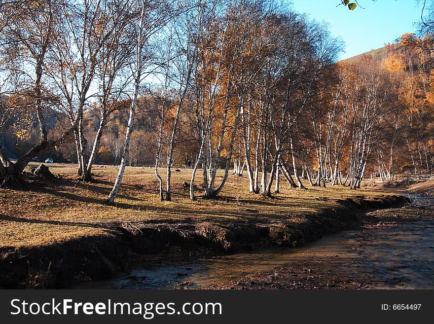 Bashang grassland in Inter-Mongolia  of China