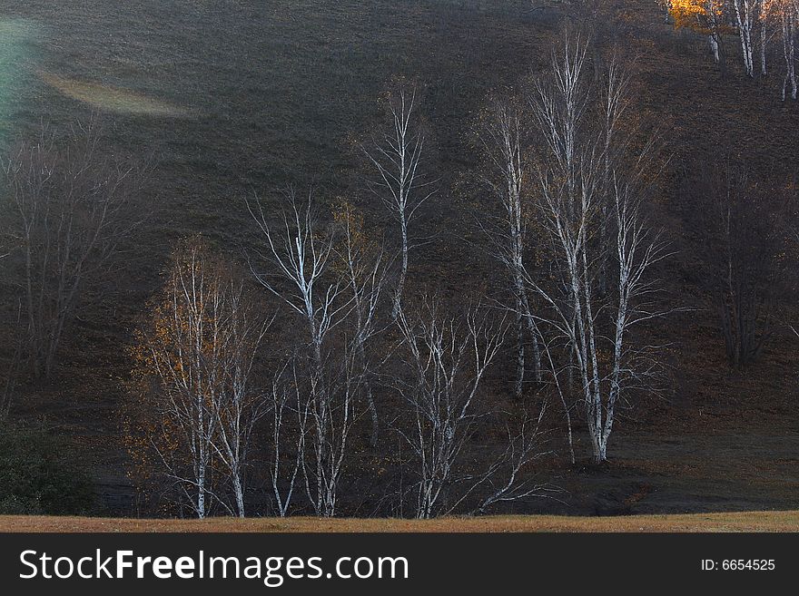 Bashang Grassland In Inter-Mongolia  Of China