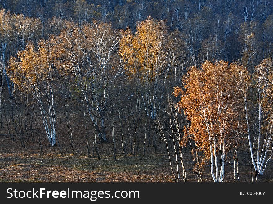 Bashang Grassland In Inter-Mongolia  Of China