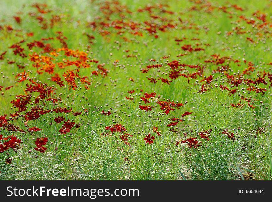Background of flowers and grass. Background of flowers and grass