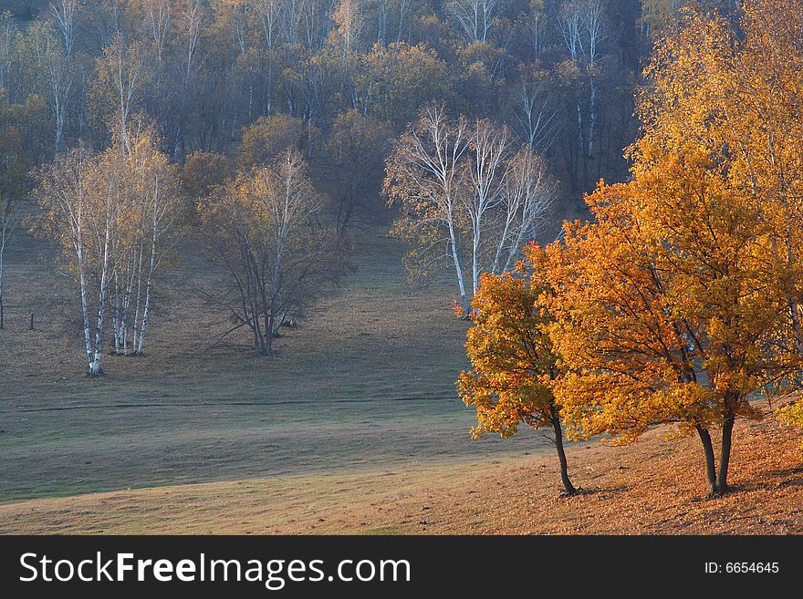 Bashang Grassland In Inter-Mongolia  Of China