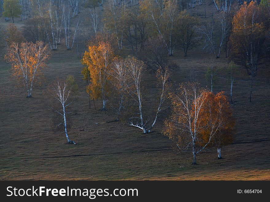 Bashang Grassland In Inter-Mongolia  Of China