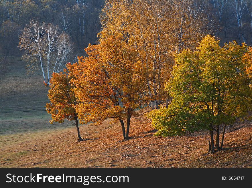 Bashang grassland in Inter-Mongolia  of China, a famous and beautiful and colourful place to visit